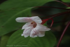 Impatiens grandis